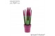 Sansevieria cylindrica velvet touchz® fuchsia in keramiek edel 