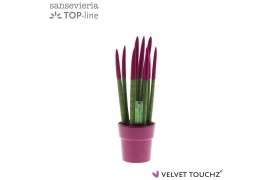 Sansevieria cylindrica velvet touchz® fuchsia in keramiek edel