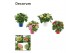 Hydrangea macrophylla Mix 7-12+ in tonsurton 