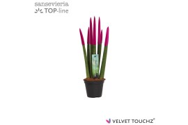 Sansevieria velvet touchz fuchsia