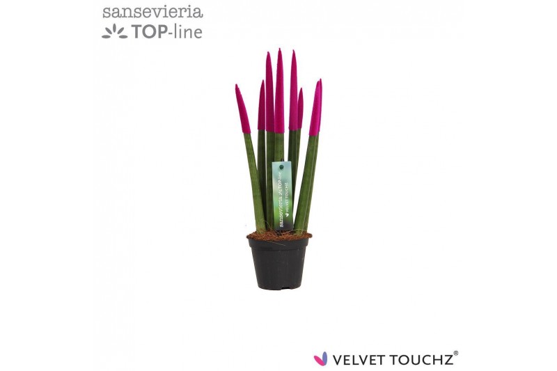 Sansevieria velvet touchz fuchsia 
