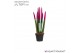 Sansevieria velvet touchz fuchsia 