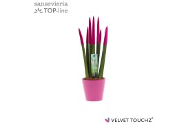 Sansevieria velvet touchz fuchsia keramiek
