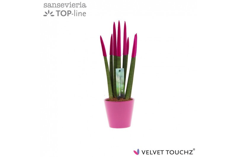 Sansevieria velvet touchz fuchsia keramiek 