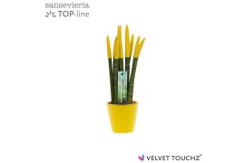 Sansevieria velvet touchz geel keramiek