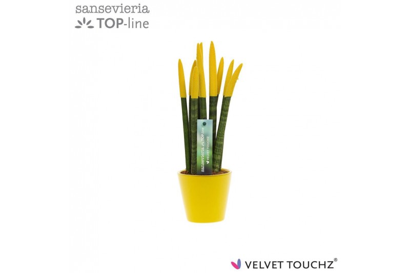 Sansevieria velvet touchz geel keramiek 