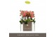 Phalaenopsis multiflora oranje Optifriend Gwen 2 spike in Lazio White  