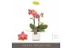 Phalaenopsis multiflora oranje Optifriend Gwen 2 spike in Lazio White  