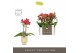 Phalaenopsis multiflora rood Optifriend Rosa 2 spike in Emilia Sand Aq 