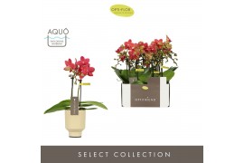 Phalaenopsis multiflora rood Optifriend Rosa 2 spike in Emilia Sand Aq
