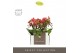 Phalaenopsis multiflora rood Optifriend Rosa 2 spike in Emilia Sand Aq 