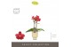 Phalaenopsis multiflora rood Optifriend Rosa 2 spike in Emilia Sand Aq 
