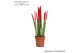 Sansevieria cylindrica velvet touchz® rood 