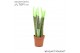 Sansevieria cylindrica velvet touchz® groen 