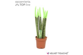 Sansevieria cylindrica velvet touchz® groen