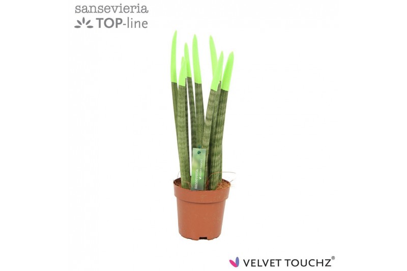 Sansevieria cylindrica velvet touchz® groen 