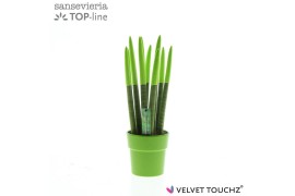 Sansevieria cylindrica velvet touchz® groen in keramiek edel