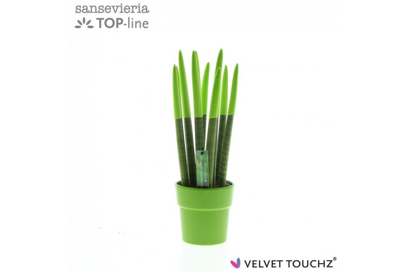 Sansevieria cylindrica velvet touchz® groen in keramiek edel 