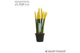 Sansevieria velvet touchz geel