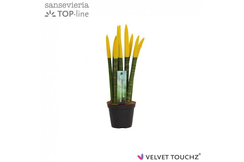 Sansevieria velvet touchz geel 
