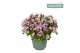 Campanula ambella pink addenda 