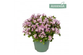 Campanula ambella pink addenda