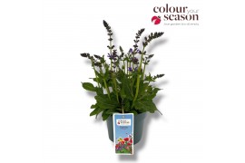 Salvia pratensis Salvia Midnight model