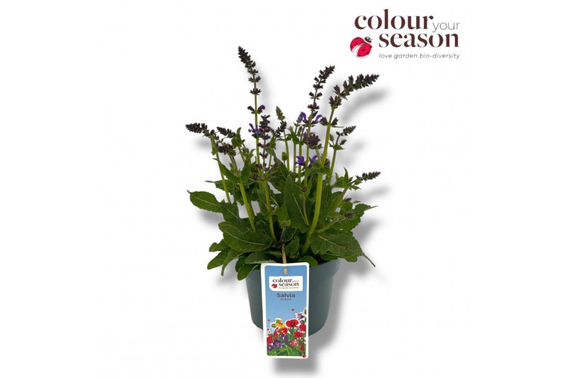Salvia pratensis Salvia Midnight model 