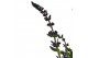 Salvia pratensis Salvia Midnight model 