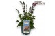 Salvia pratensis Salvia Midnight model 