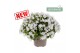 Campanula ambella white 