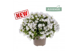 Campanula ambella white