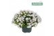 Campanula ambella white 