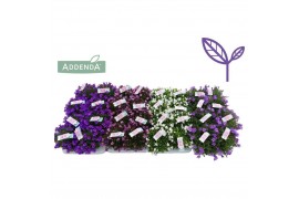 Campanula ambella mixlaag