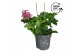 Pelargonium peltatum LongLife Peltatum Balkon Mixlaag 