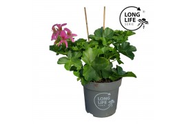 Pelargonium peltatum LongLife Peltatum Balkon Mixlaag