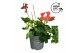 Pelargonium peltatum LongLife Peltatum Balkon Mixlaag 