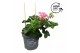 Pelargonium peltatum LongLife Peltatum Balkon Mixlaag 