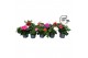 Pelargonium peltatum LongLife Peltatum Mix CC 