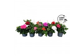 Pelargonium peltatum LongLife Peltatum Mix CC