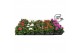 Pelargonium peltatum mixlaag longlife 