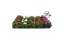 Pelargonium peltatum mixlaag longlife