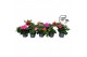 Pelargonium peltatum mixlaag longlife 
