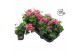 Pelargonium peltatum double rouletta longlife 