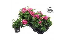 Pelargonium peltatum double rouletta longlife