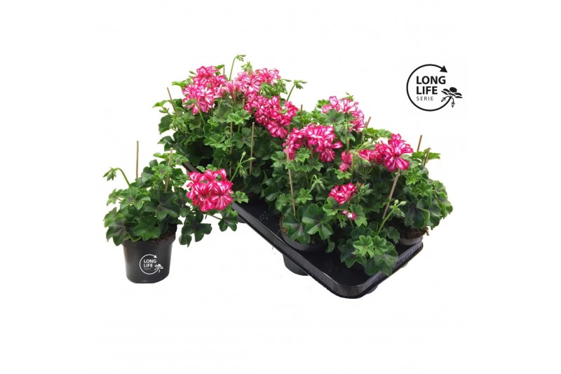 Pelargonium peltatum double rouletta longlife 
