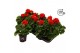 Pelargonium zonale toscana senna red longlife 