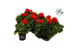 Pelargonium zonale toscana senna red longlife