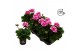 Pelargonium zonale grp f1 bicolour purple longlife 