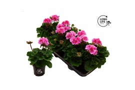 Pelargonium zonale grp f1 bicolour purple longlife